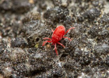 mites on concrete