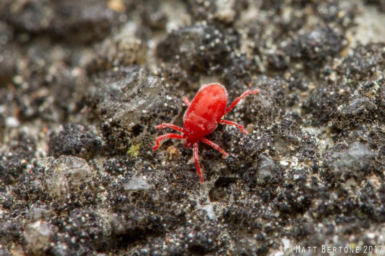 mites on concrete