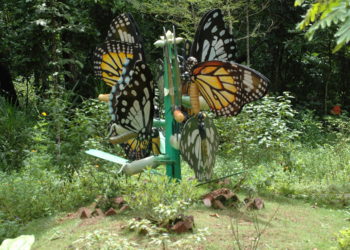 putting up a butterfly house