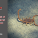 how to get rid of scorpions in your house