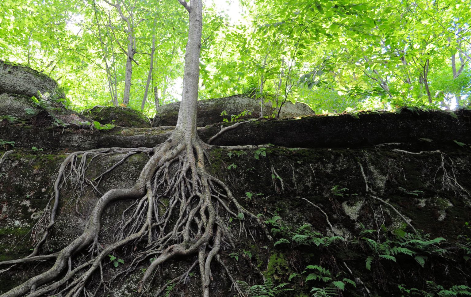 What Can I Plant Over A Tree Stump 