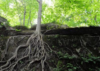 can you plant a tree on top of old roots