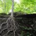 can you plant a tree on top of old roots