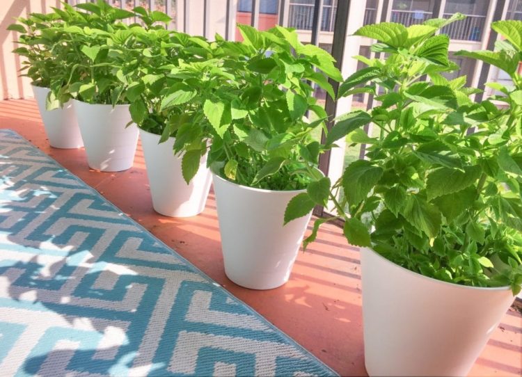 diy large pots for plants