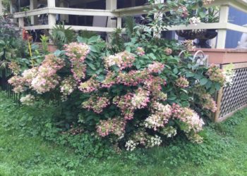 hydrangea support cage