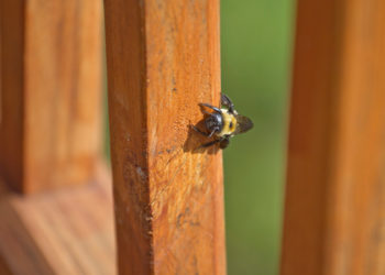 how to protect wood from carpenter bees