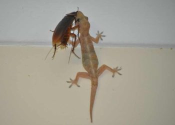 how to get rid of lizards in my yard