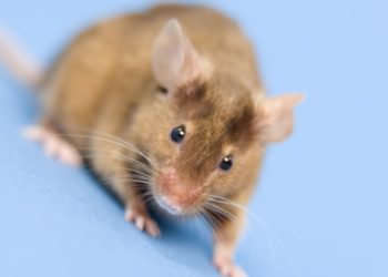can mice come down the chimney