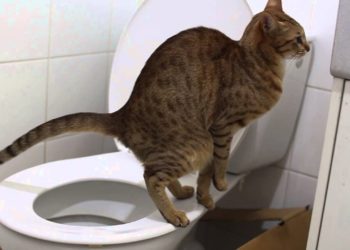 how to dispose of cat poop