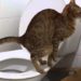 how to dispose of cat poop
