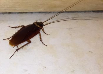 sewer roaches or water bugs