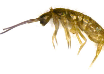pictures of springtail bugs