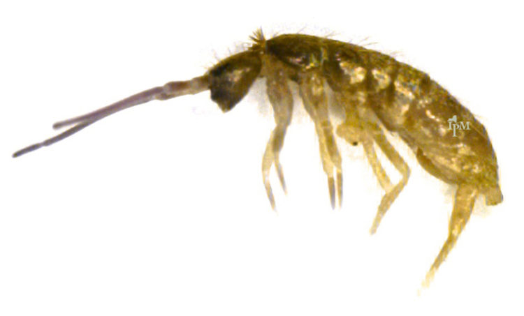 pictures of springtail bugs