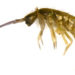 pictures of springtail bugs