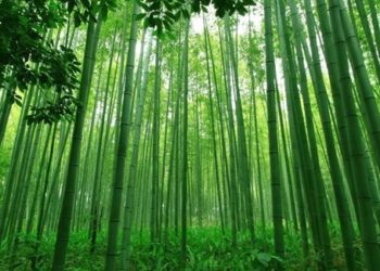 growing bamboo in south africa
