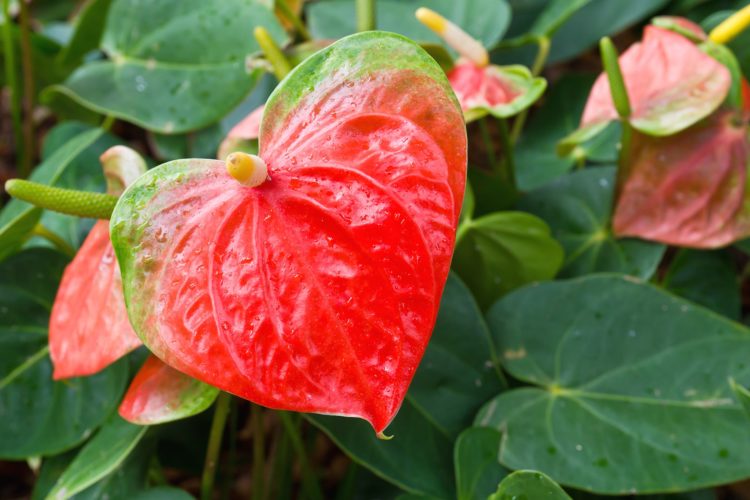 flamingo flower cats