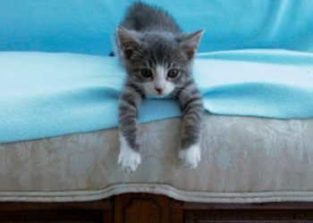 how to get cat urine smell out of basement