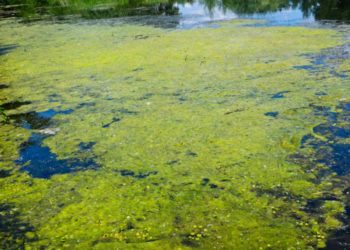 green algae in water purifier