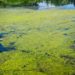 green algae in water purifier