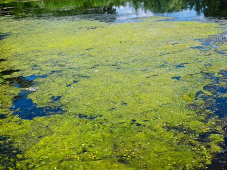 what-happens-if-you-drink-water-with-green-algae