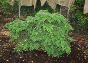 hemlock fertilizer