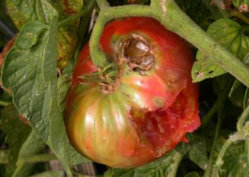 animal eating my tomatoes