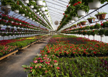 What is the best plastic to use for a greenhouse?