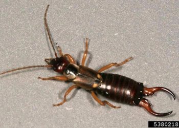 best bug spray to kill earwigs