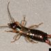 best bug spray to kill earwigs