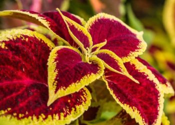 coleus water requirements