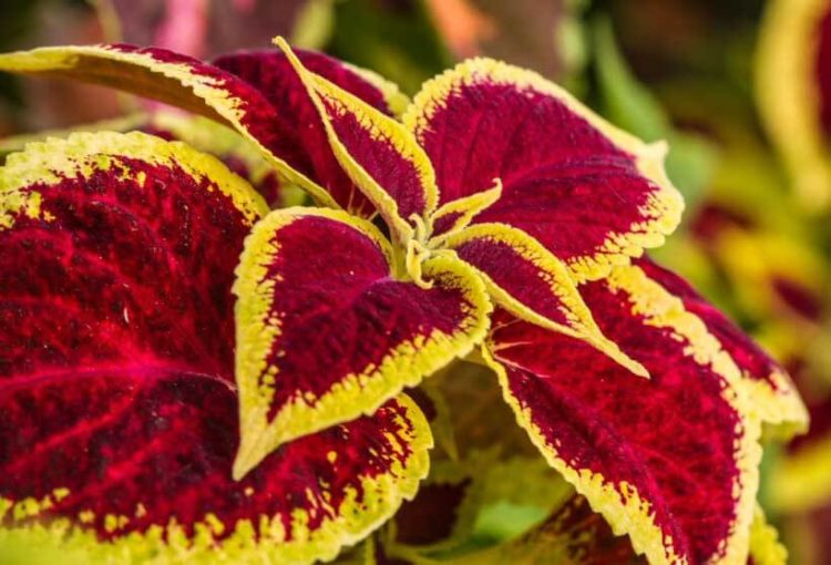 coleus water requirements
