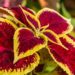 coleus water requirements