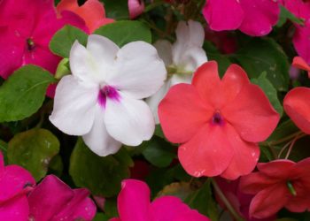 how do you take care of impatiens