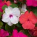 how do you take care of impatiens