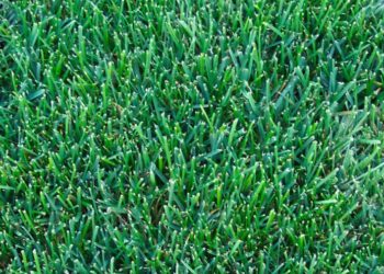 best way to grow kentucky bluegrass
