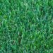 best way to grow kentucky bluegrass