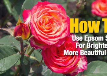How do I make my roses healthy?