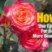 How do I make my roses healthy?
