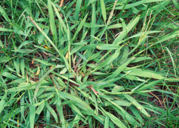 crabgrass pre emergent nj