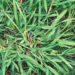 crabgrass pre emergent nj