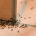 does sevin dust kill carpenter ants