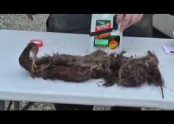 how much copper sulfate for septic tank