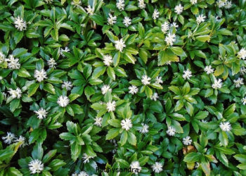 Is pachysandra a good ground cover?