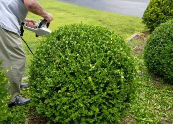 wire template for trimming bushes
