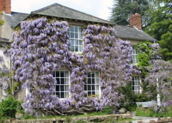 wisteria trellis wall