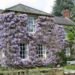 wisteria trellis wall