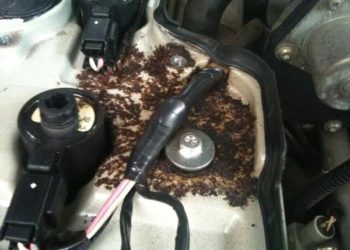how to get rid of ghost ants in car