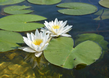 how to take care of lily pads