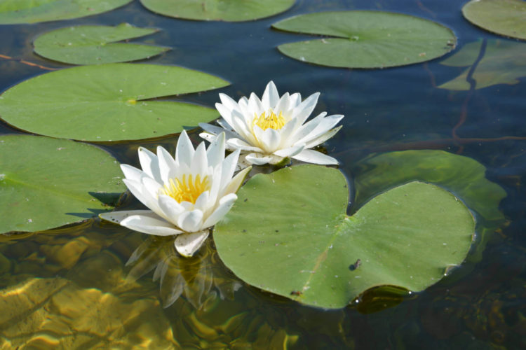 how to take care of lily pads
