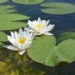 how to take care of lily pads